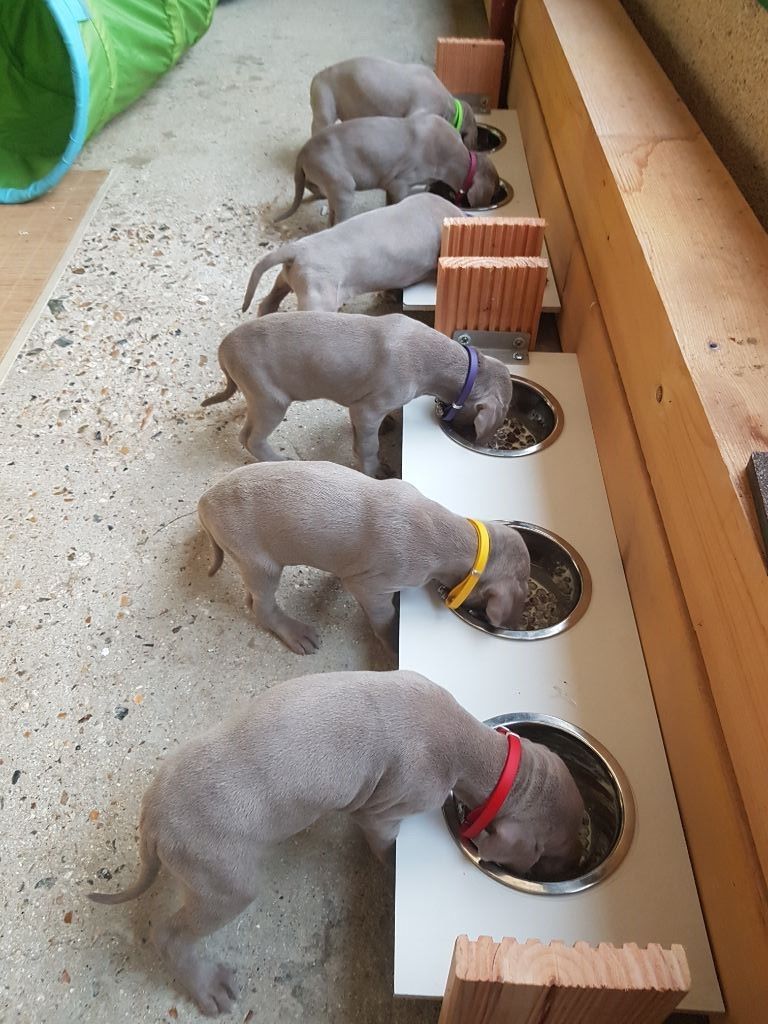 Ki Louet G'aela - Création d'un bar à gamelles.